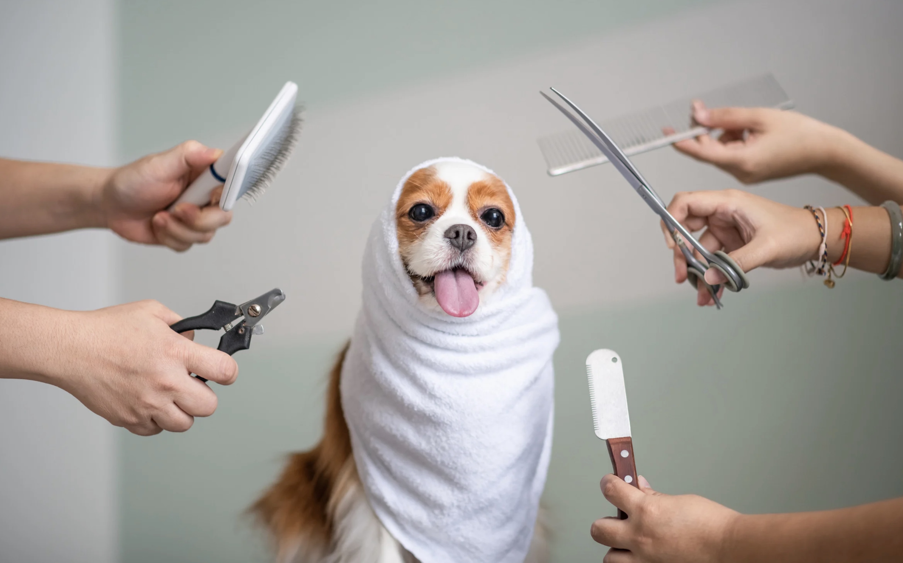 Pet Grooming Business